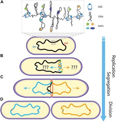 Mechanisms for Chromosome Segregation in Bacteria